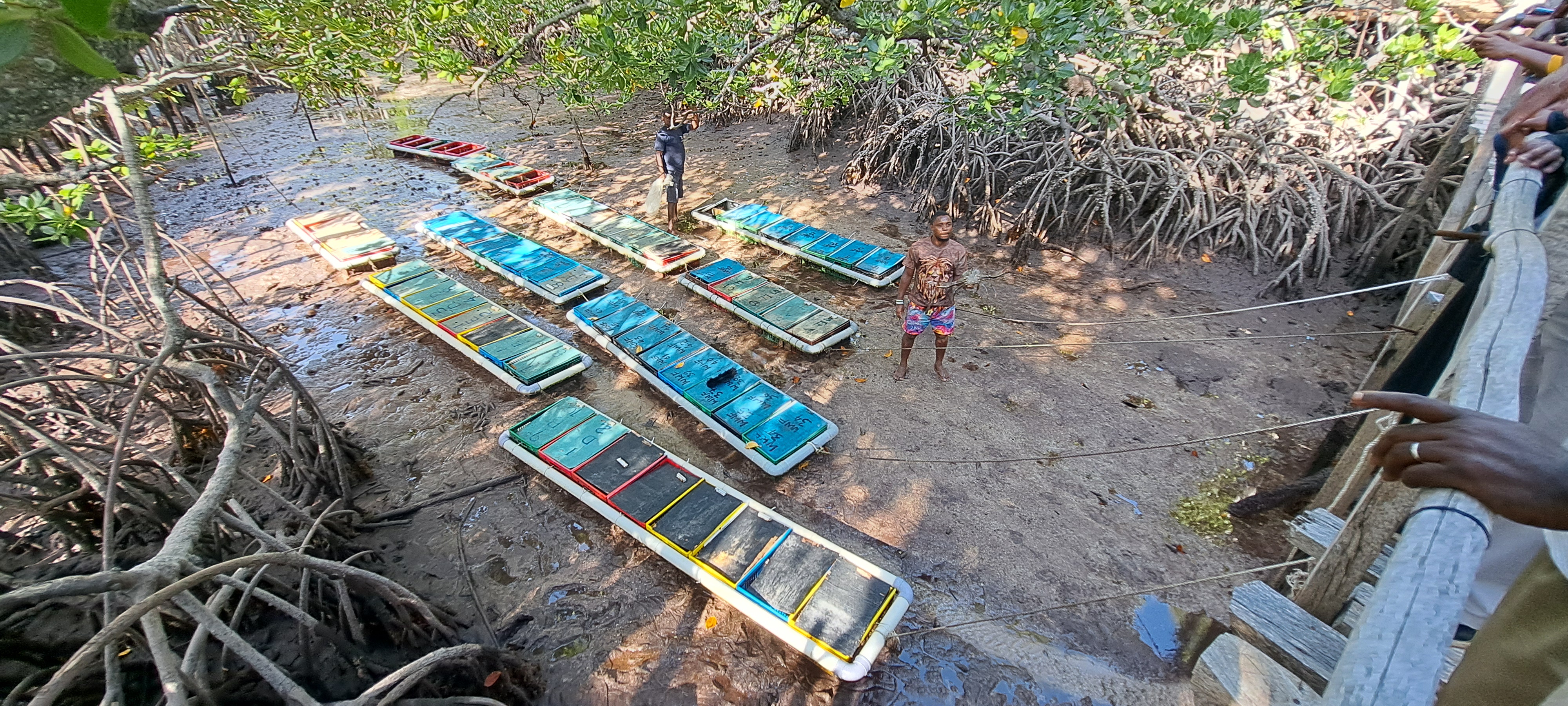 Crab fattening setup at Dabaso creek conservation site 